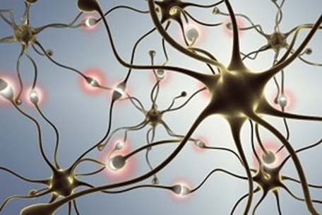 Нейронные цепи в мозге